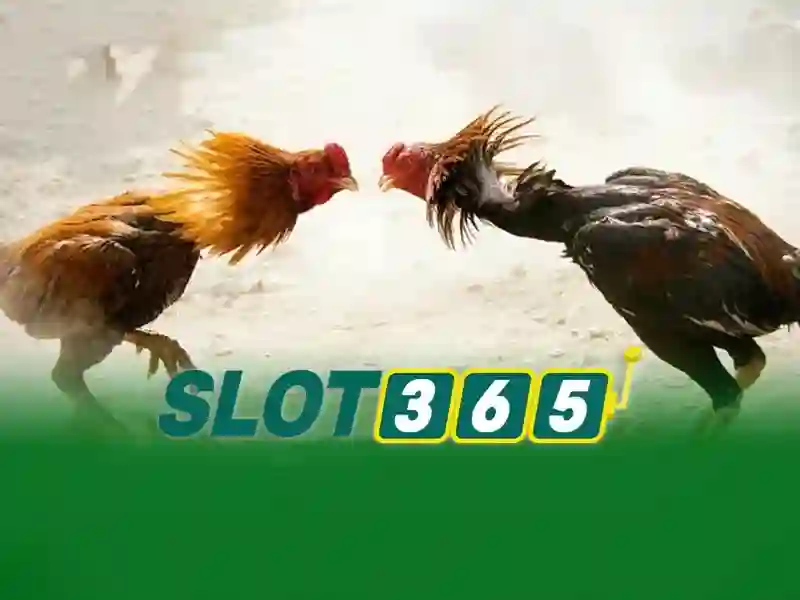 Slot365 – Tổng quan về nền tảng sòng bạc trực tuyến