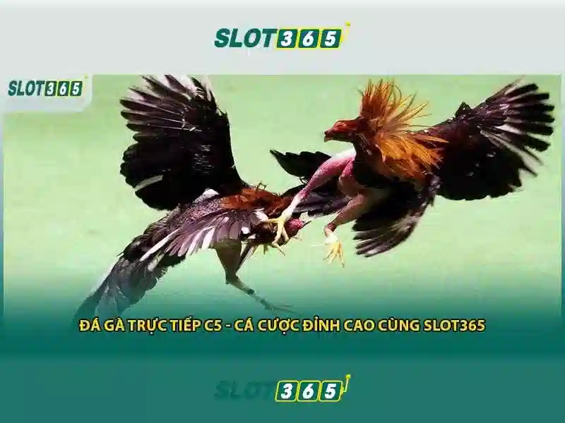 Slot365: Trải nghiệm chơi slot trực tuyến độc đáo